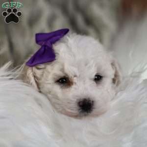 Bridget, Bichon Frise Puppy